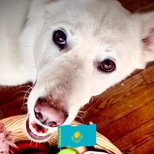 Meet your Posher, Troy